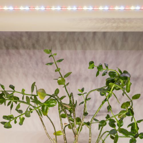 Лента светодиодная FITO-Strip Light-Rа90-3m 3м для растений полноспектральная IP65 Эра Б0059881 фото 11 Лента светодиодная FITO-Strip Light-Rа90-3m 3м для растений полноспектральная IP65 Эра Б0059881 фото 11