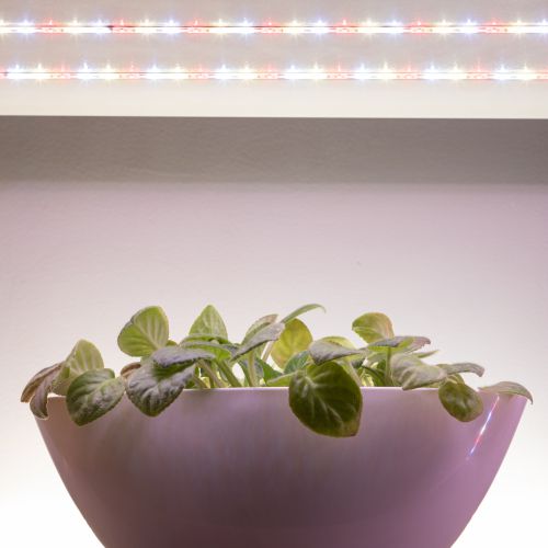 Лента светодиодная FITO-Strip Light-Rа90-3m 3м для растений полноспектральная IP65 Эра Б0059881 фото 12 Лента светодиодная FITO-Strip Light-Rа90-3m 3м для растений полноспектральная IP65 Эра Б0059881 фото 12